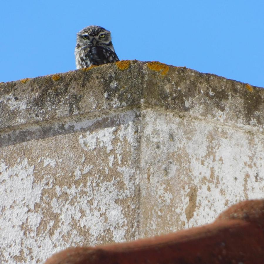 The Little Owls Nest Castro Verde Exterior foto